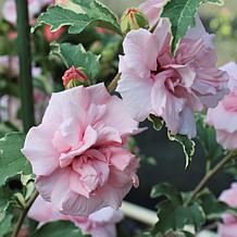 Leaf & Petal 1-Piece Sugar Tip Rose of Sharon Tree