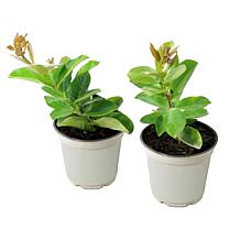 Leaf & Petal 2-piece Summer Trumpet Vine Duo