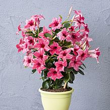 Leaf & Petal 2-piece Summer Trumpet Vine Duo