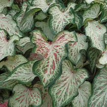 Leaf and Petal 2-Piece Sun Loving Caladium Duo