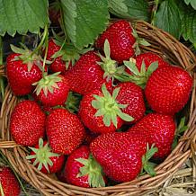Leaf & Petal 24-Piece Berry Blast Strawberries