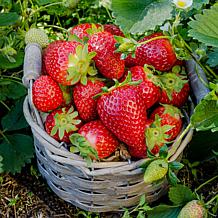 Leaf & Petal 24-Piece Berry Blast Strawberries 