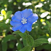 Leaf & Petal 3-piece Hawaiian Blue Eyes Plant