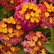 Leaf & Petal 3-Piece PassionFruit Lantana