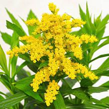 Leaf & Petal 3-Piece Spark Plug Goldenrod 