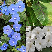 Leaf & Petal 3-piece Tropical Banana Garden
