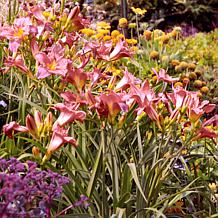 Leaf & Petal 4-Piece Tropical Glow Daylilies