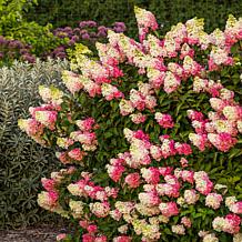 Leaf & Petal Berry White® Hydrangea