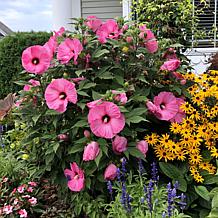 Leaf & Petal Candy Crush Hardy Hibiscus