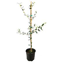 Leaf & Petal Wilson Indoor Olive Plant