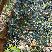 Leaf & Petal Wilson Indoor Olive Plant