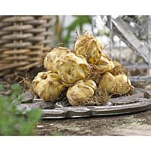 Lilies Asiatic Black Charm Set of 7 Bulbs