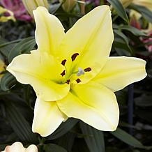 Lilies Big Brother Set of 7 Bulbs