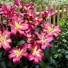 Lilies Mammoth Tall Lilies Empoli Set of 7 Bulbs