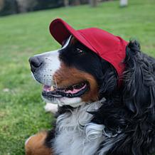 Officially Licensed NCAA Iowa State University Pet Baseball Hat