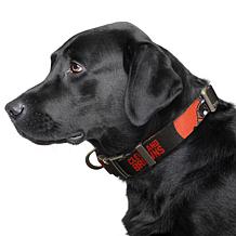 Officially Licensed NFL Cleveland Browns Premium Pet Collar