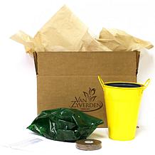 Patio Calla Captain Fuego With Yellow Metal Planter and Growers Pot