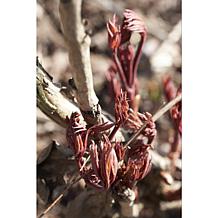 Peonies Command Performance Set of 1 Root