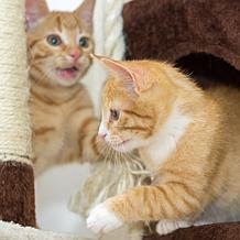 PETMAKER 3-Tier Cat Tree Scratching Posts,  Cat Condo  Bed and Toy