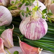 Porcelain Garlic Bulbs