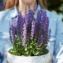 Salvia May Night - 3 Roots