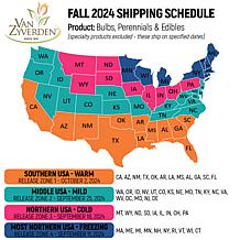 Silver Rose Silverskin Garlic