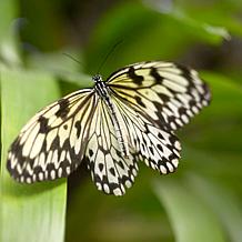 Soulmate Asclepias "Support The Monarchs" - Set of 3 Roots