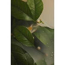 The Beauty Spy Pink Wonder Neroli Brightening Serum