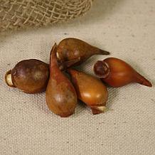 Tulips Little Beauty Set of 25 Bulbs