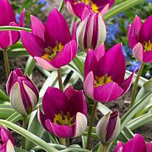 Tulips Persian Pearl Set of 25 Bulbs