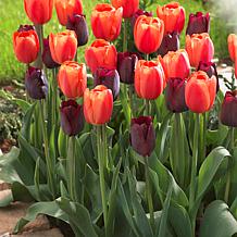 Tulips Ronaldo Blend Set of 15 Bulbs