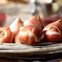 Tulips Triumph Mixture Set of 15 Bulbs