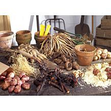 Van Zyverden Achillea Yarrow - Mixed Set of 5 Roots