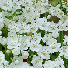 Van Zyverden Allium Blend, Set of 100 Bulbs