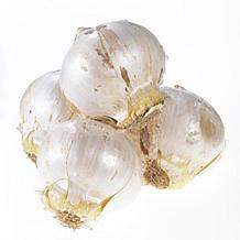 Van Zyverden Allium Purple Rain - 5 Bulbs