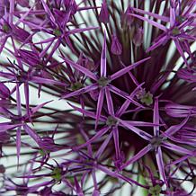 Van Zyverden Allium Purple Rain - 5 Bulbs