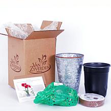 Van Zyverden Amaryllis Kit Cherry Nymph With Southwest Metal Cachepot
