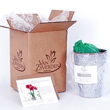Van Zyverden Amaryllis Kit Cherry Nymph With Southwest Metal Cachepot
