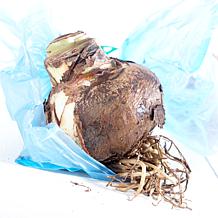 Van Zyverden Amaryllis Minerva Kit with Fluted Iron Bulb Planter