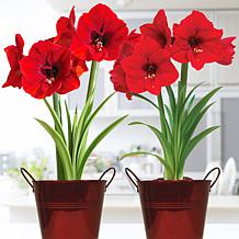 https://i04.hsncdn.com/is/image/HomeShoppingNetwork/prodgrid/van-zyverden-amaryllis-red-lion-kit-2-pack-with-decorat-d-2022080316474676~20663452w.jpg