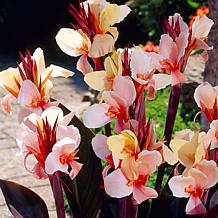 Van Zyverden Angel Martin Canna Patio Kit with Rattan Planter