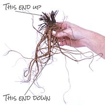 Van Zyverden Aquilegia Columbine Pink and White Blend Roots - Set of 8