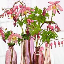 Van Zyverden Aquilegia Columbine Pink Barlow Set of 5 Roots