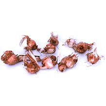Van Zyverden Babiana Mixed Bulbs - Set of 25 