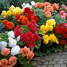 Van Zyverden Begonias Nonstop Mixed Set of 5 Bulbs