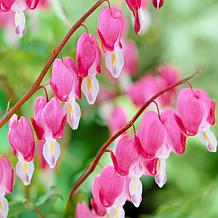 Van Zyverden Bleeding Hearts 1 Root