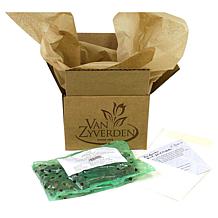 Van Zyverden Butter Cups Ranunculus Double Blooming Set of 75 Bulbs