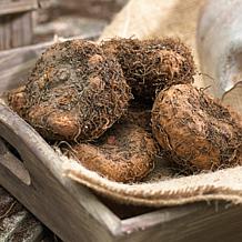 Van Zyverden Caladiums Collection 4 Varieties - 12 Bulbs