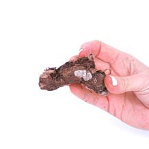 Van Zyverden Caladiums Collection 4 Varieties - 12 Bulbs