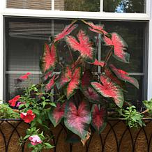 Van Zyverden Caladiums Fancy Leaf Bombshell - 3 Bulbs